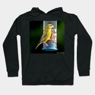 green finch Hoodie